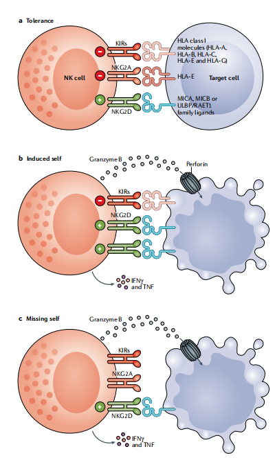 圖?8?NK細(xì)胞通過平衡信號(hào)對(duì)病毒性感染和轉(zhuǎn)化細(xì)胞作出反應(yīng)。