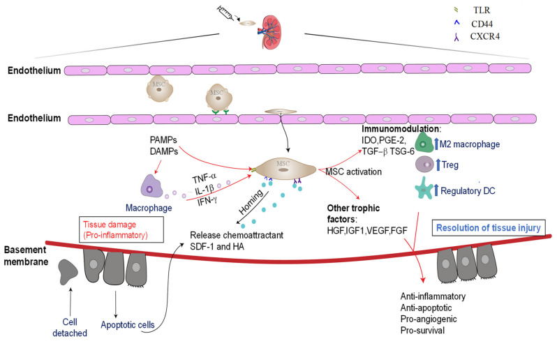 圖3：通過免疫調節和嗜性因子分泌介導的骨髓間充質干細胞的腎臟保護作用。