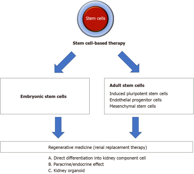 圖1：間充質干細胞治療腎病疾病的概述。