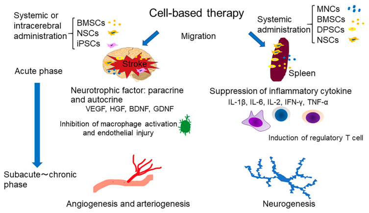 圖1：干細胞療法治療中風的機制概述。