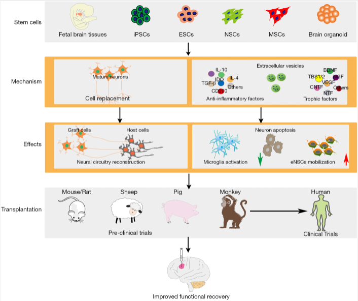 圖1：干細(xì)胞類(lèi)型及治療缺血性腦損傷的治療機(jī)制。