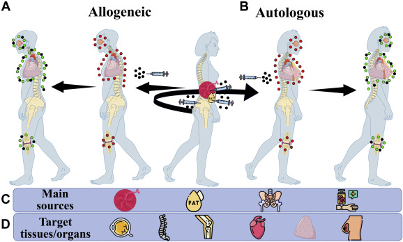圖1：用藥用信號細(xì)胞 (MSC) 治療