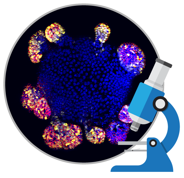 消除所謂的干細胞療法是真的包治百病的神話！