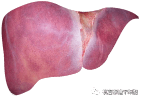 干細(xì)胞如何治療慢性肝??？