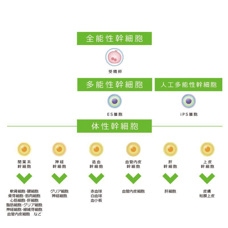 干細(xì)胞的種類