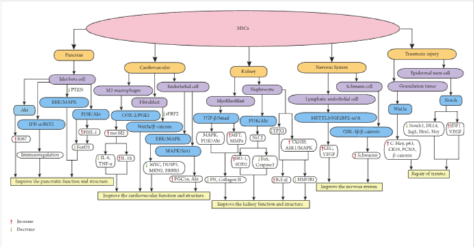 圖1：MSCs在個(gè)體靶組織或細(xì)胞中調(diào)節(jié)不同的信號(hào)通路，進(jìn)而調(diào)節(jié)細(xì)胞因子的分泌水平，最終改善靶組織的功能和結(jié)構(gòu)。