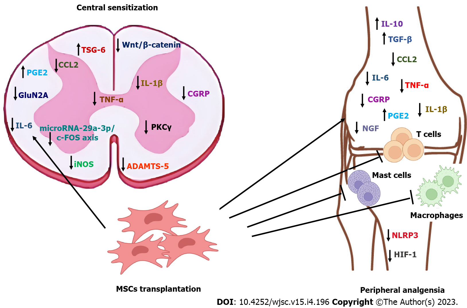 圖1：圖解總結(jié)了間充質(zhì)干細(xì)胞在骨關(guān)節(jié)炎中的已證實(shí)和預(yù)期鎮(zhèn)痛機(jī)制。