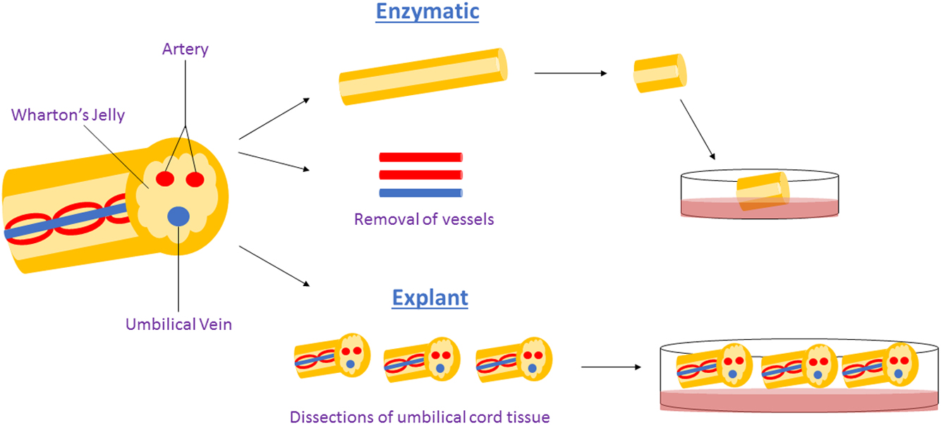 圖1：用于獲得WJ-MSCs沃頓氏膠質間充質干細胞的酶法與外植體法。