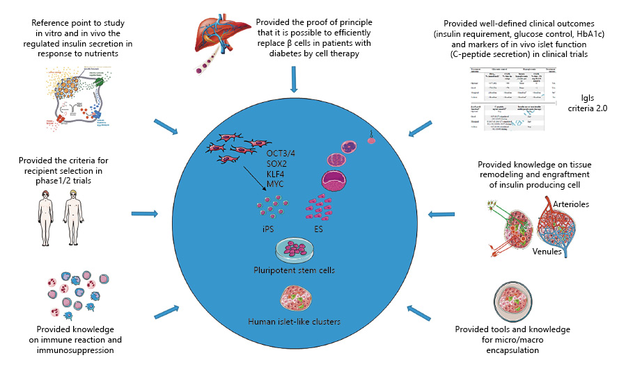 圖2：胰島移植對(duì)1型糖尿病干細(xì)胞衍生β細(xì)胞療法的貢獻(xiàn)。