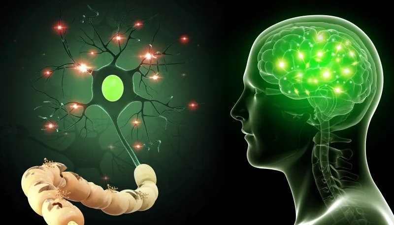 用于神經系統疾病的干細胞