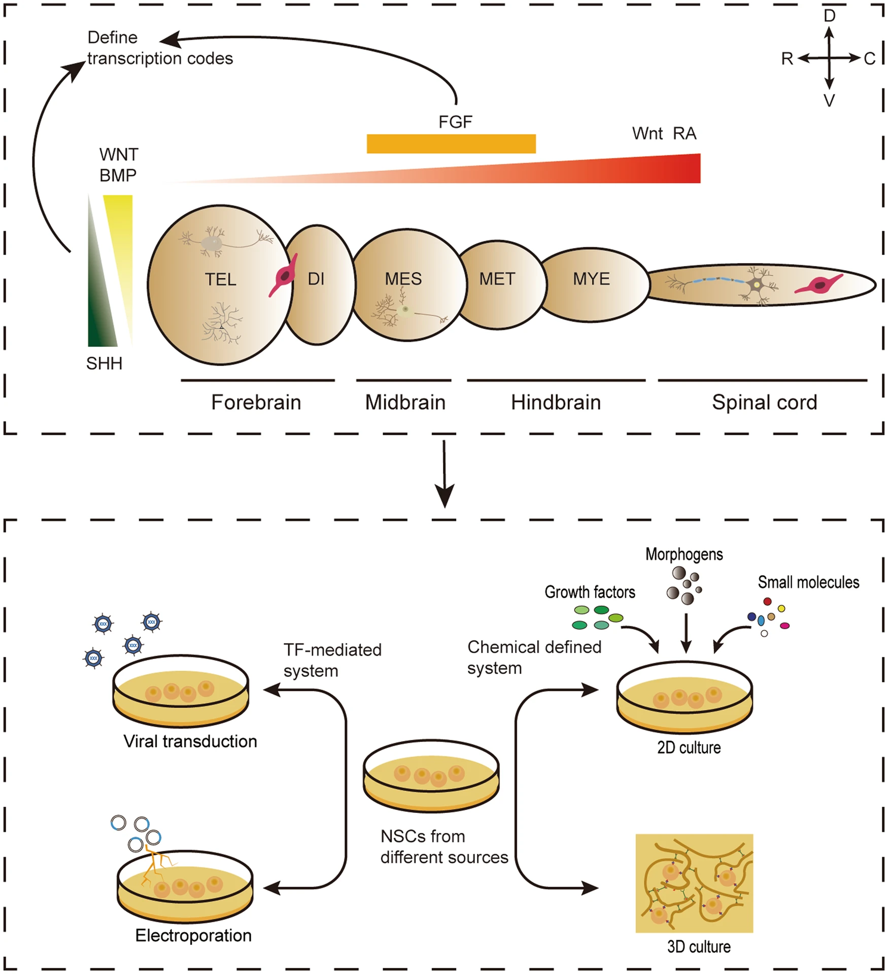 圖3：神經(jīng)譜系亞型規(guī)范的神經(jīng)發(fā)育原理，指導(dǎo)不同來(lái)源的NSC在體外定向分化。