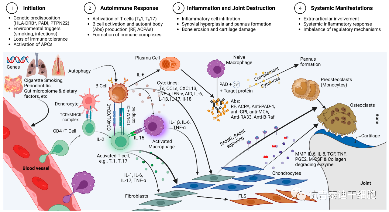 圖1：RA的免疫發(fā)病機(jī)制示意圖，強(qiáng)調(diào)了在RA發(fā)展中發(fā)揮關(guān)鍵作用的各種細(xì)胞和分子因素的復(fù)雜相互作用。