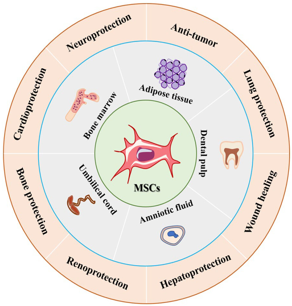 圖1：間充質(zhì)干細胞的來源和應(yīng)用。
