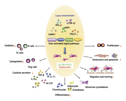 SLE中BM-MSC的功能障礙。來自狼瘡小鼠或患者的BM-MSC表現(xiàn)出遷移、增殖、分化和免疫調(diào)節(jié)能力受損，并且衰老加劇。SLE中體內(nèi)炎癥環(huán)境異常以及JAK-STAT、p53/p21、PI3K/Akt、Wnt/beta-catenin等信號通路的異常可能與BM-MSCs的缺陷有關(guān)。