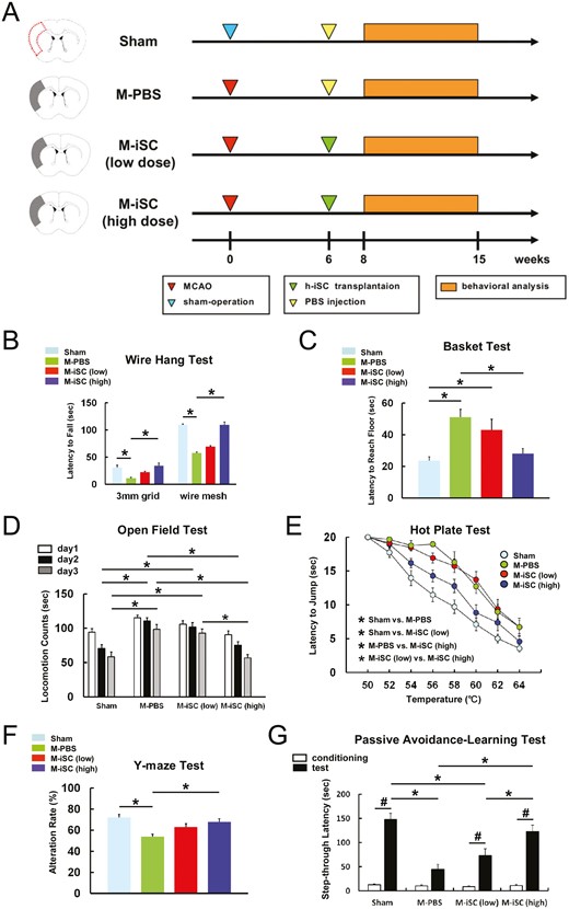 MCAO后顱內移植h-iSC可改善神經功能。