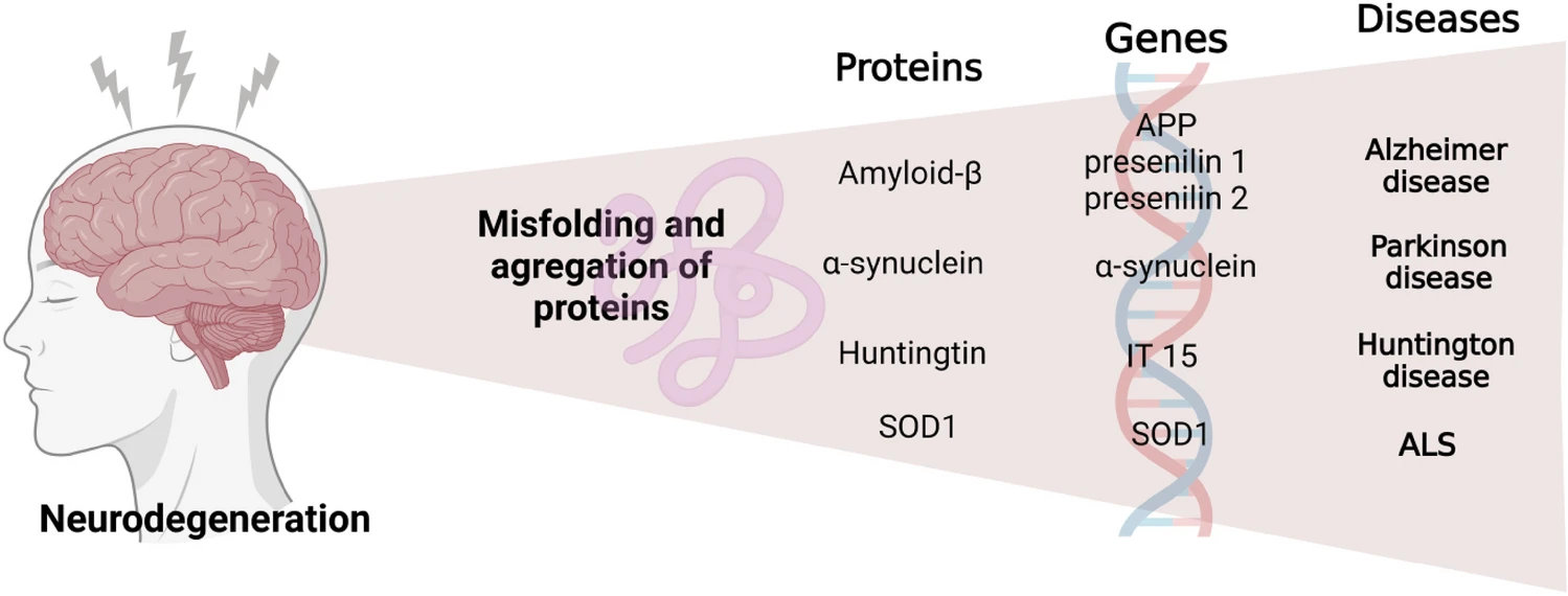 圖3：神經退行性疾病發生的過程。