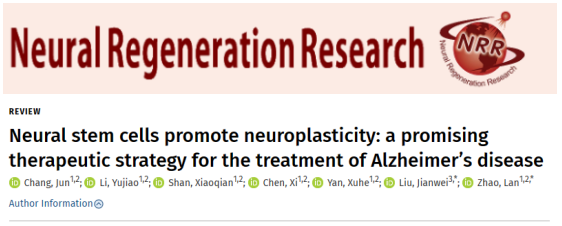 通過移植神經干細胞來改善阿爾茨海默病小鼠的認知缺陷和海馬突觸的丟失