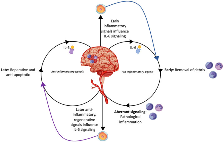 圖1：干細胞對中風患者白細胞介素-6的調節作用