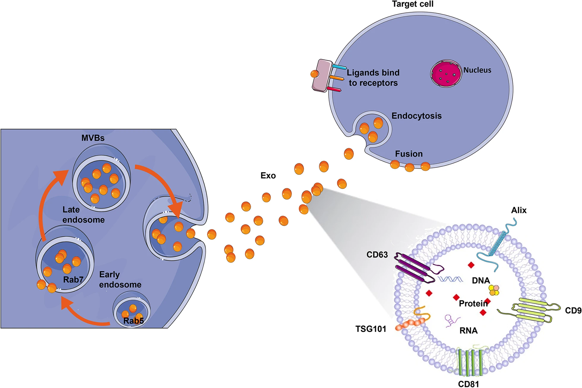 圖2：外泌體生物合成和配體受體結(jié)合的示意圖。