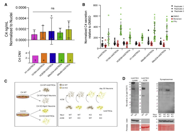 △人星形膠質(zhì)細(xì)胞分泌C4