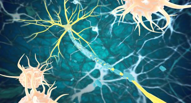 神經干細胞：鑒定、功能、培養和分離