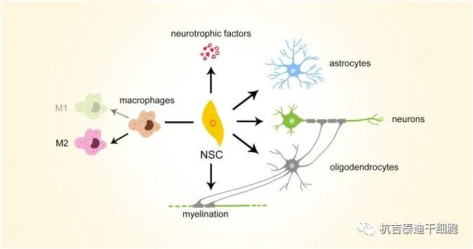 圖2：神經干細胞移植治療潛力的簡要說明。NSC，神經干細胞