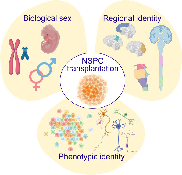 圖1：優化神經干細胞和祖細胞 (NSPC) 移植治療神經系統損傷和疾病時需要考慮的關鍵因素。