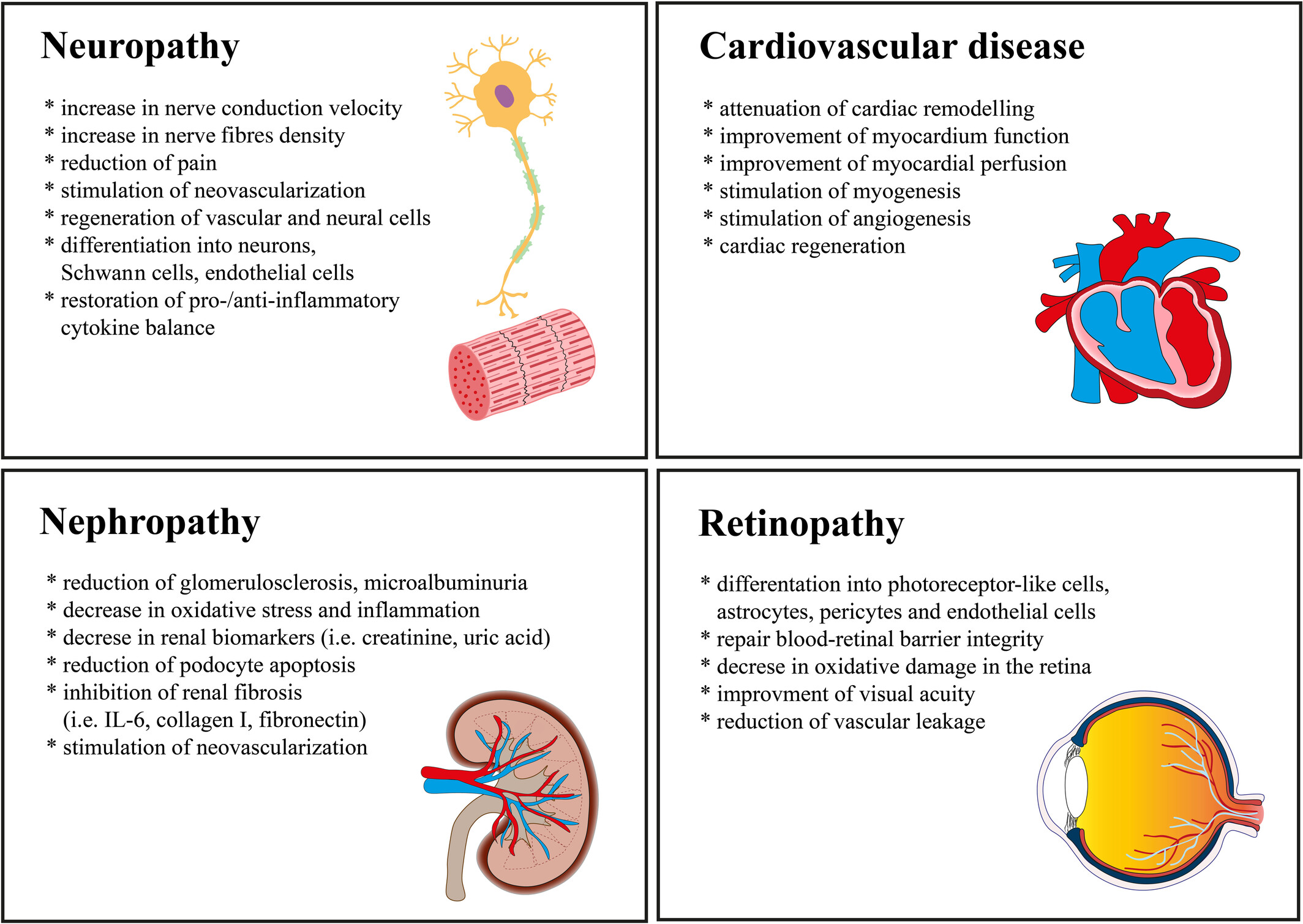 圖1：使用脂肪間充質干細胞來緩解長期糖尿病并發癥