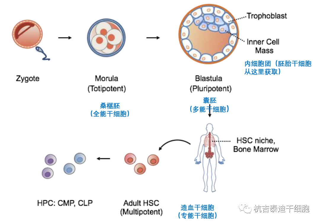 干細胞簡介系列之：干細胞分類