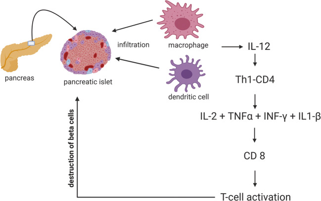 圖1：T1DM中通過(guò)巨噬細(xì)胞和樹(shù)突狀細(xì)胞分泌的細(xì)胞因子級(jí)聯(lián)表現(xiàn)出的自身免疫機(jī)制