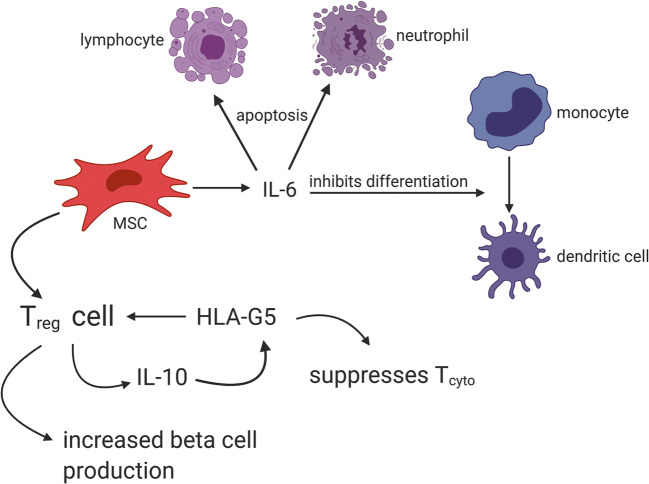 圖2：MSC通過(guò)與Treg細(xì)胞相互作用產(chǎn)生HLA-G5，抑制細(xì)胞毒性T細(xì)胞并促進(jìn)Treg細(xì)胞，從而抑制T1DM自身免疫作用