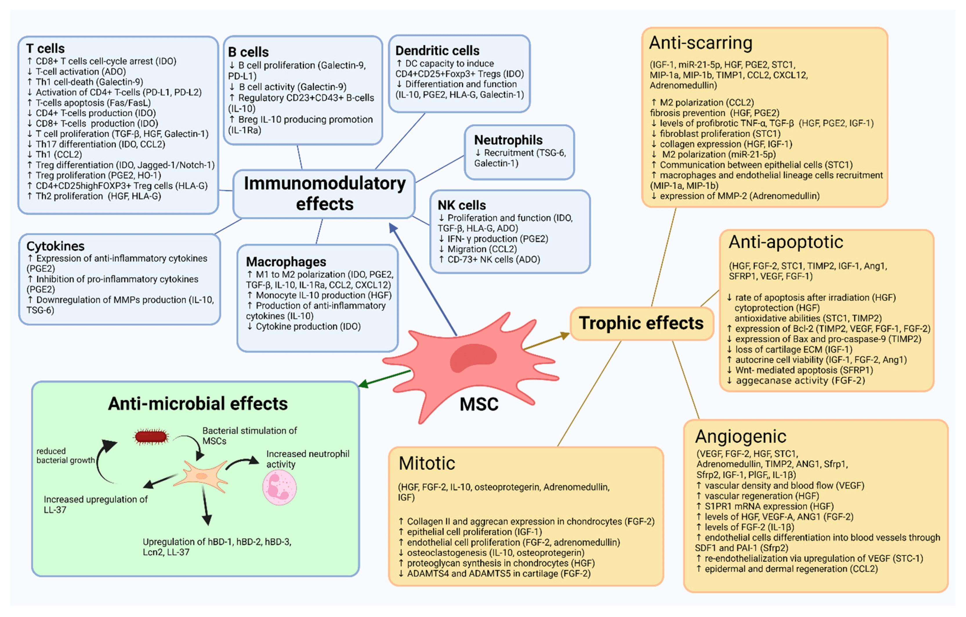間充質干細胞作用機制總結