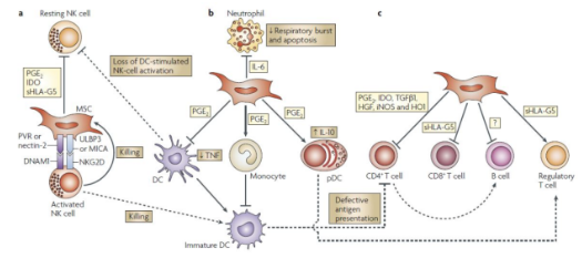 臍帶間充質(zhì)干細(xì)胞的機(jī)制作用
