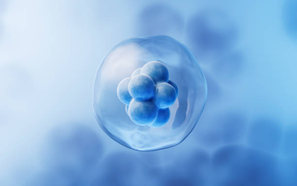 關(guān)于干細(xì)胞方面經(jīng)常問的問題有哪些？