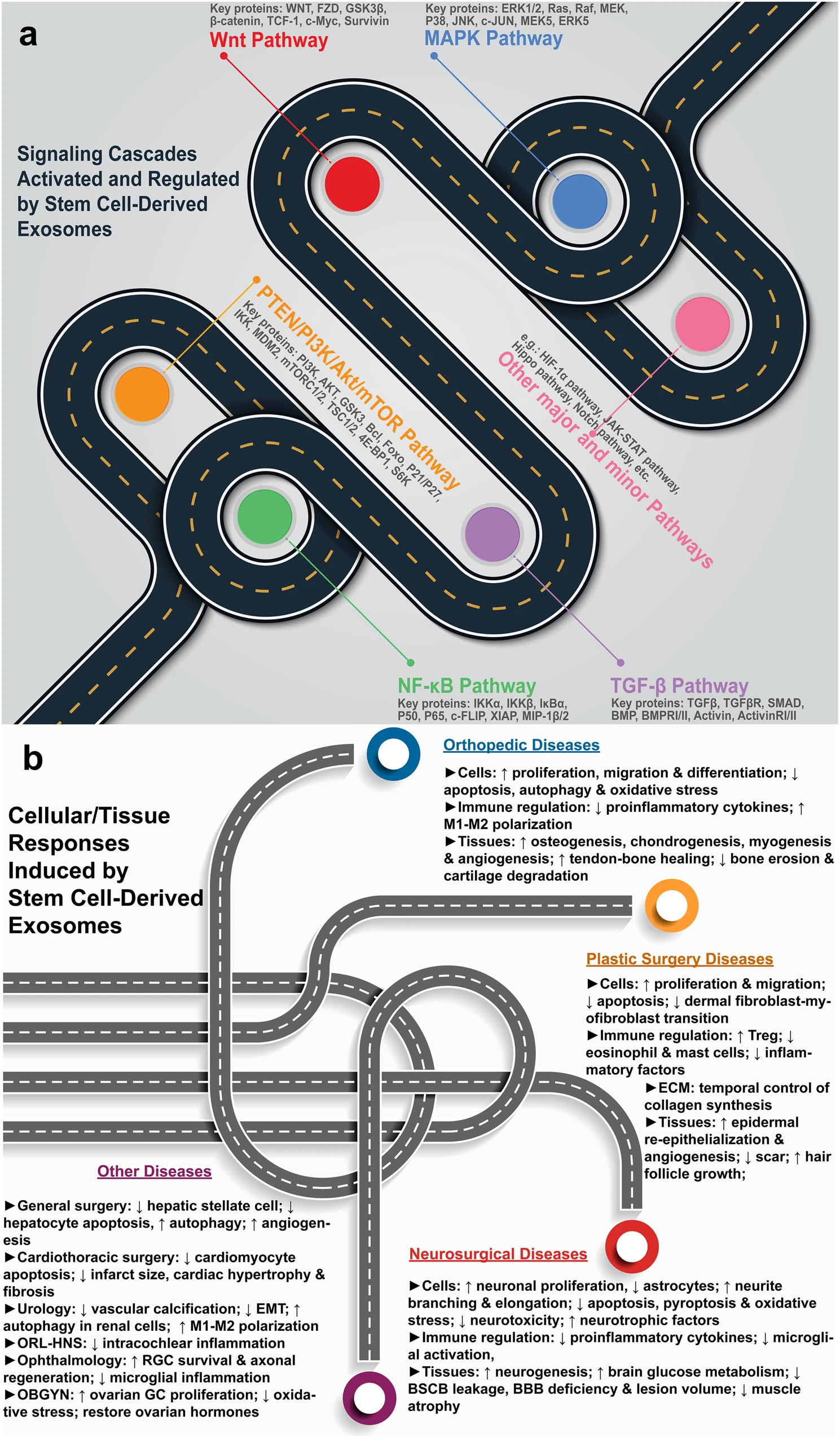圖1：干細胞源性外泌體療法的機制。a各種信號通路的激活和調節。b疾病特異性細胞和組織反應。