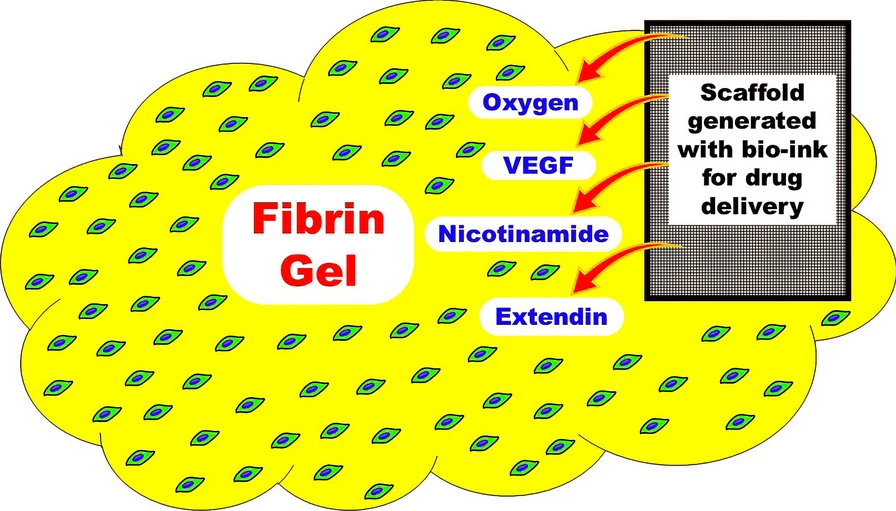 圖1：建議的MSC衍生IPC皮下移植模型。