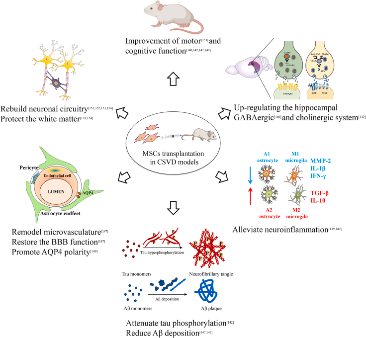 圖2：間充質干細胞治療腦小血管病的可能機制