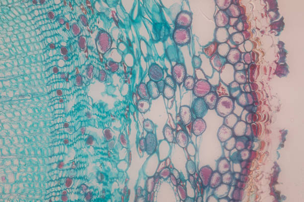 間充質干細胞療法的優點和缺點