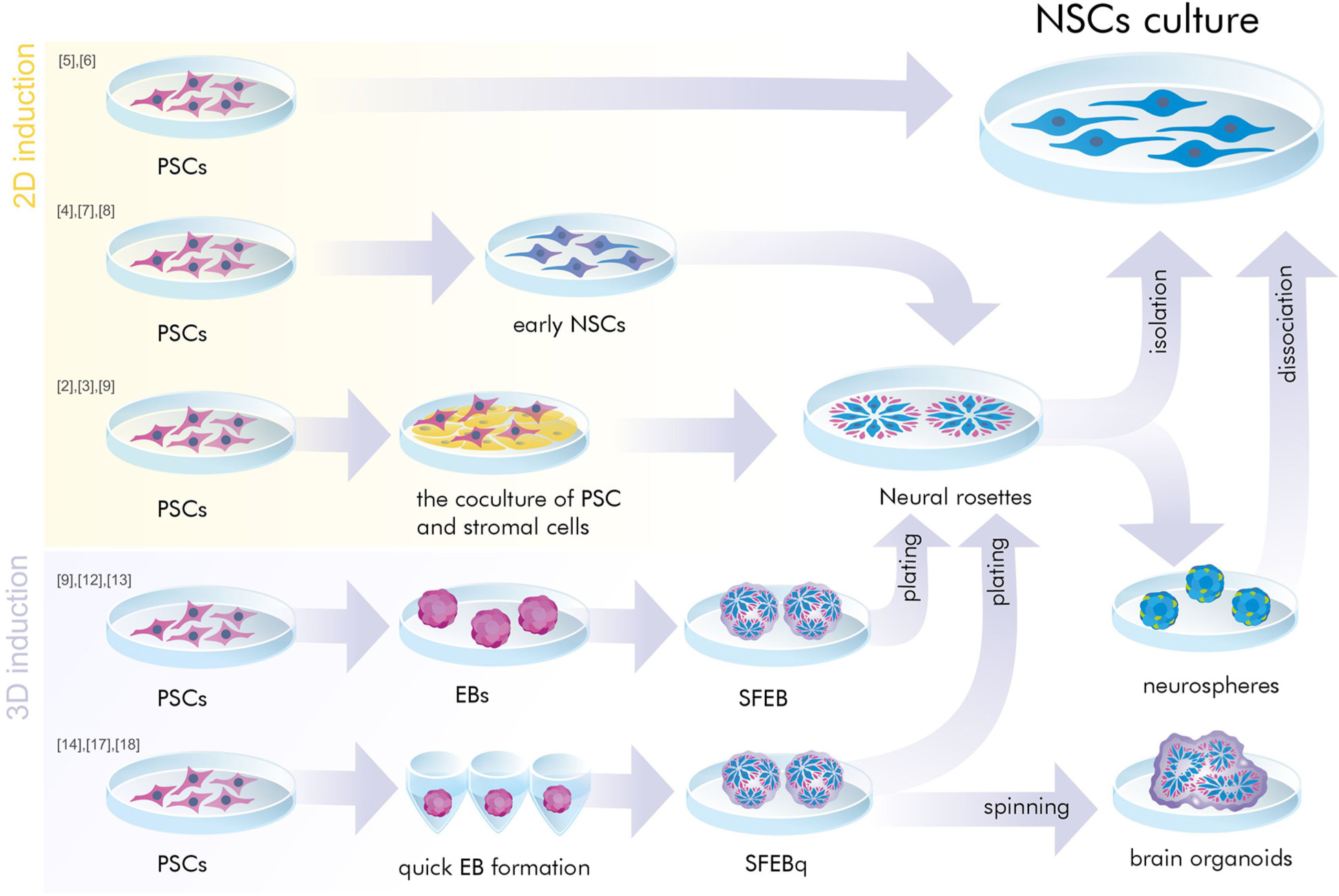 神經干細胞是胚胎干細胞嗎？