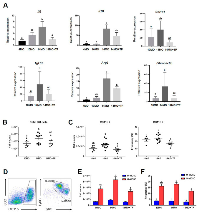 圖5：hESC-MPC對衰老卵巢中骨髓來源的MDSC數量以及炎癥和纖維化相關基因的影響。