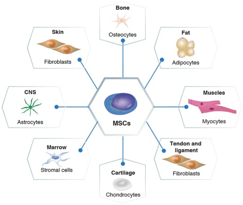 間充質(zhì)干細(xì)胞的分化潛力