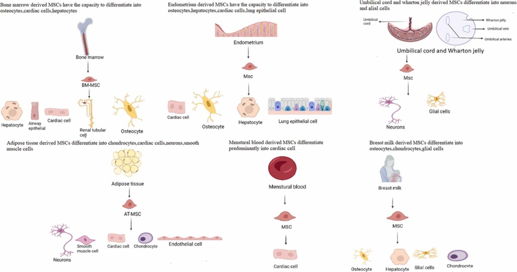 間充質(zhì)干細(xì)胞有哪些優(yōu)勢(shì)？