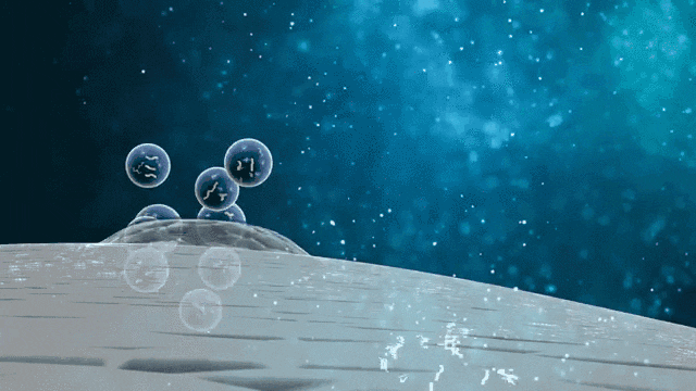 △MSCs可以通過與細(xì)胞間的相互作用，及旁分泌生物活性因子來完成機(jī)體的免疫調(diào)節(jié)