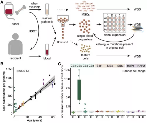 △瑪西瑪公主兒童腫瘤中心研究證實(shí)：人類造血干細(xì)胞移植相關(guān)的突變積累基本在健康基線范圍內(nèi)，干細(xì)胞移植不會(huì)增加DNA突變概率