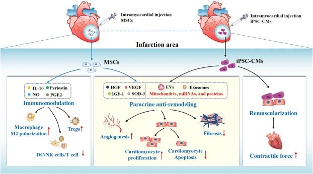 重復(fù)靜脈注射干細(xì)胞可以進(jìn)一步增強(qiáng)治療效果。