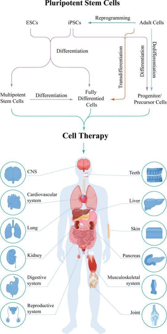 快速搞懂細胞全家福：同為細胞，它們有何不同？臨床應用潛力如何？