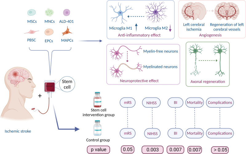 圖7：干細胞治療缺血性中風的作用機制。