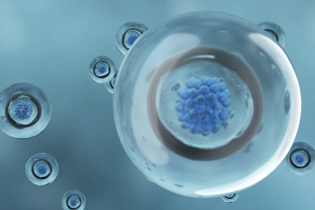 干細胞從哪里來？