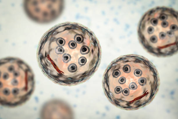 誘導多能干細胞衍生的細胞療法進行人體試驗的研究