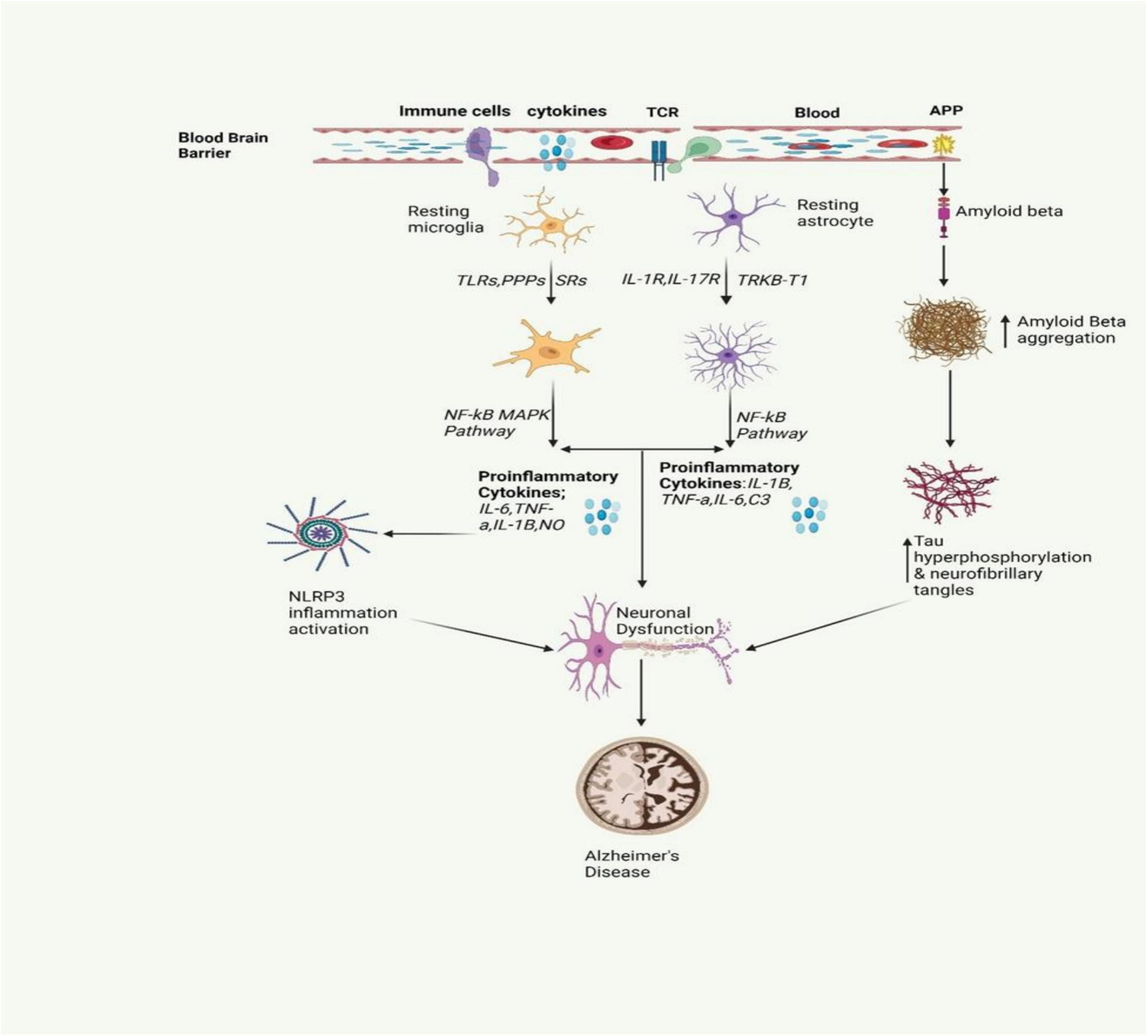 圖2：圖中描繪了AD中涉及的炎癥信號傳導通路。
